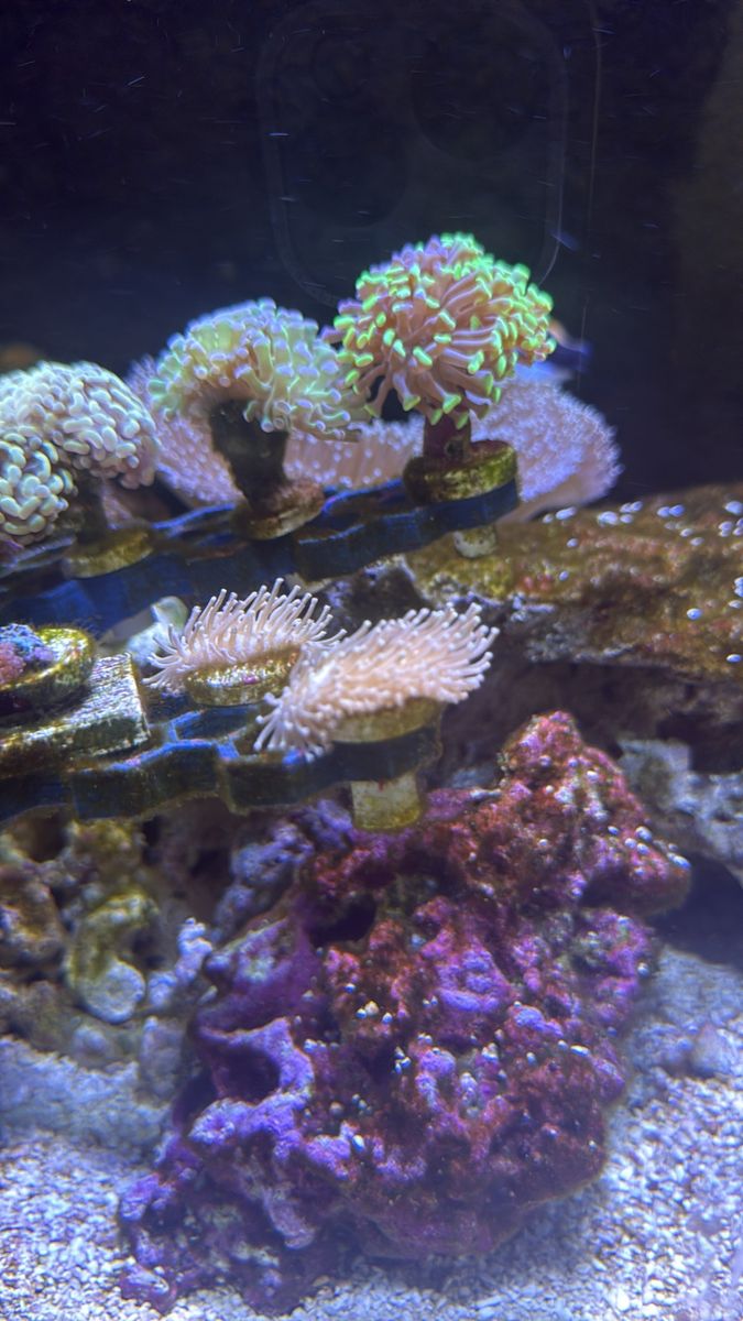 Weeping Willow Leather Coral Frags