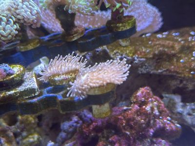 Weeping Willow Leather Coral Frags