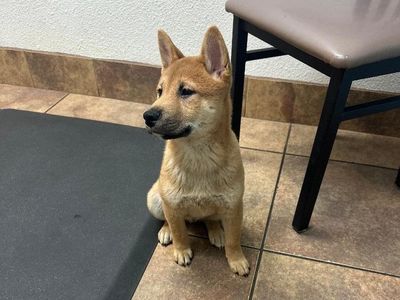 Puppy For Sale. "Shiro", Sesame Color, Male, Shiba Inu