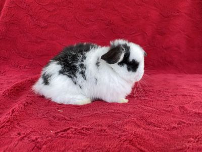 Black and White Holland Lop Buck