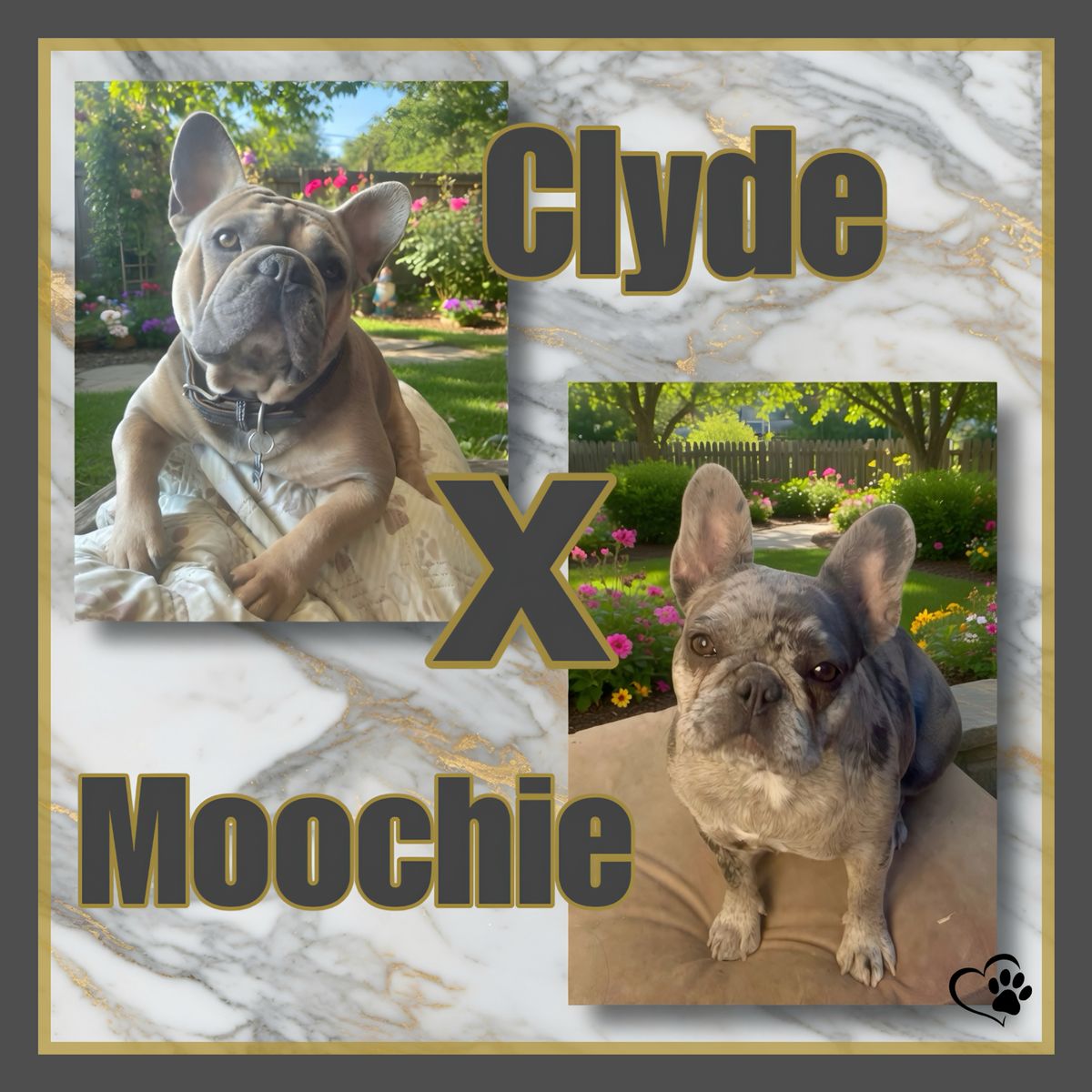 French Bulldog Puppies AKC Frenchies