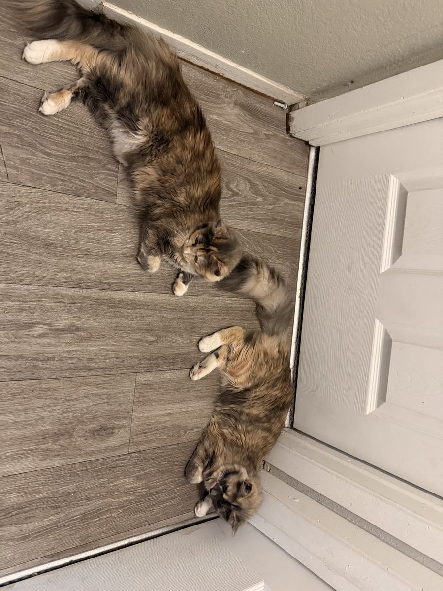Two cats