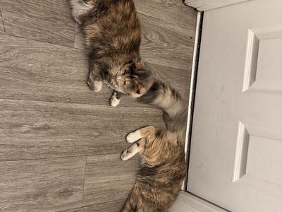 Two cats