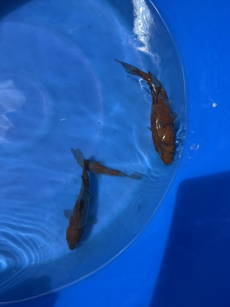 Ochiba Shigure Koi