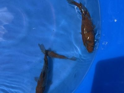Ochiba Shigure Koi