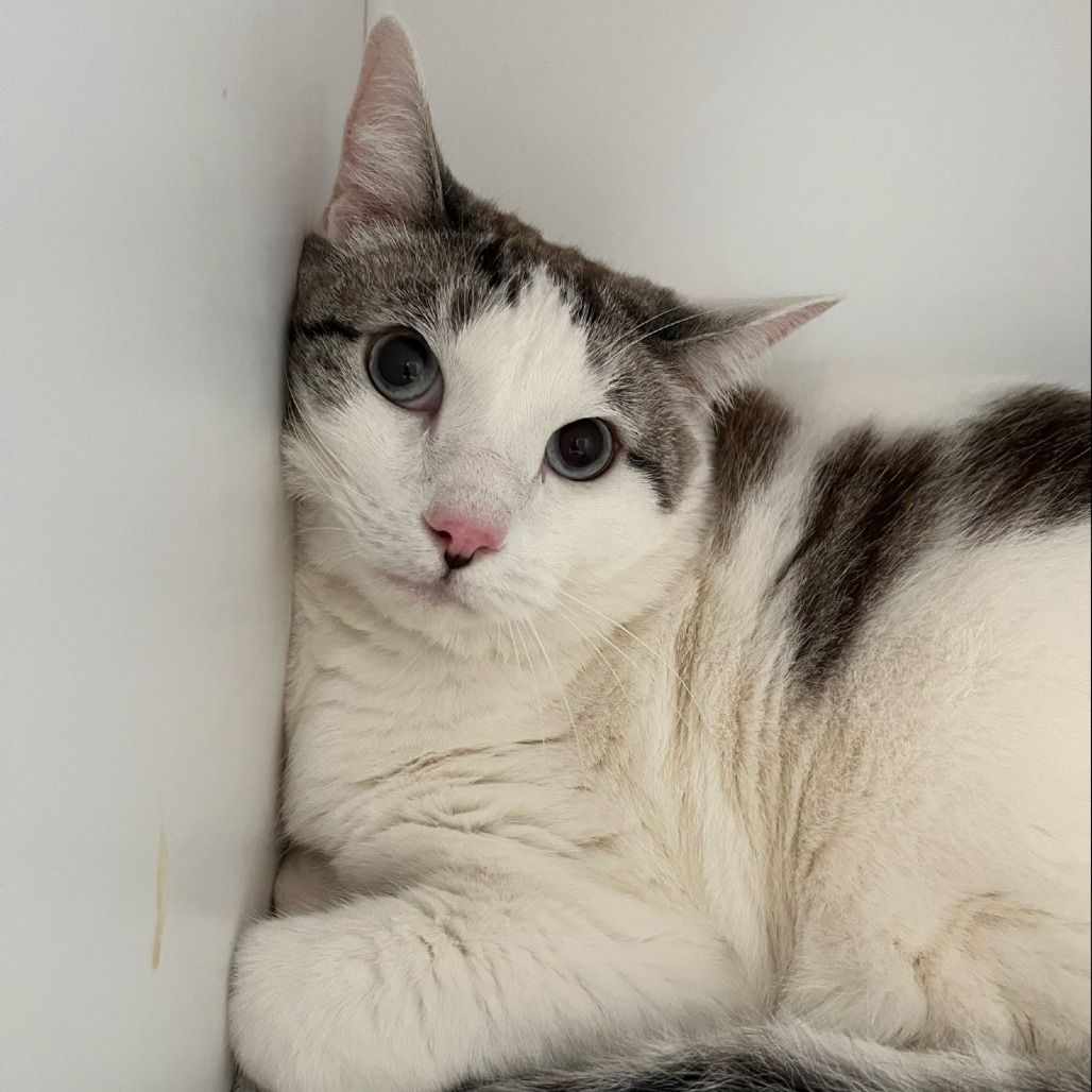 Hello my name is Dino