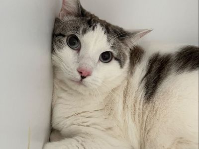 Hello my name is Flintstone