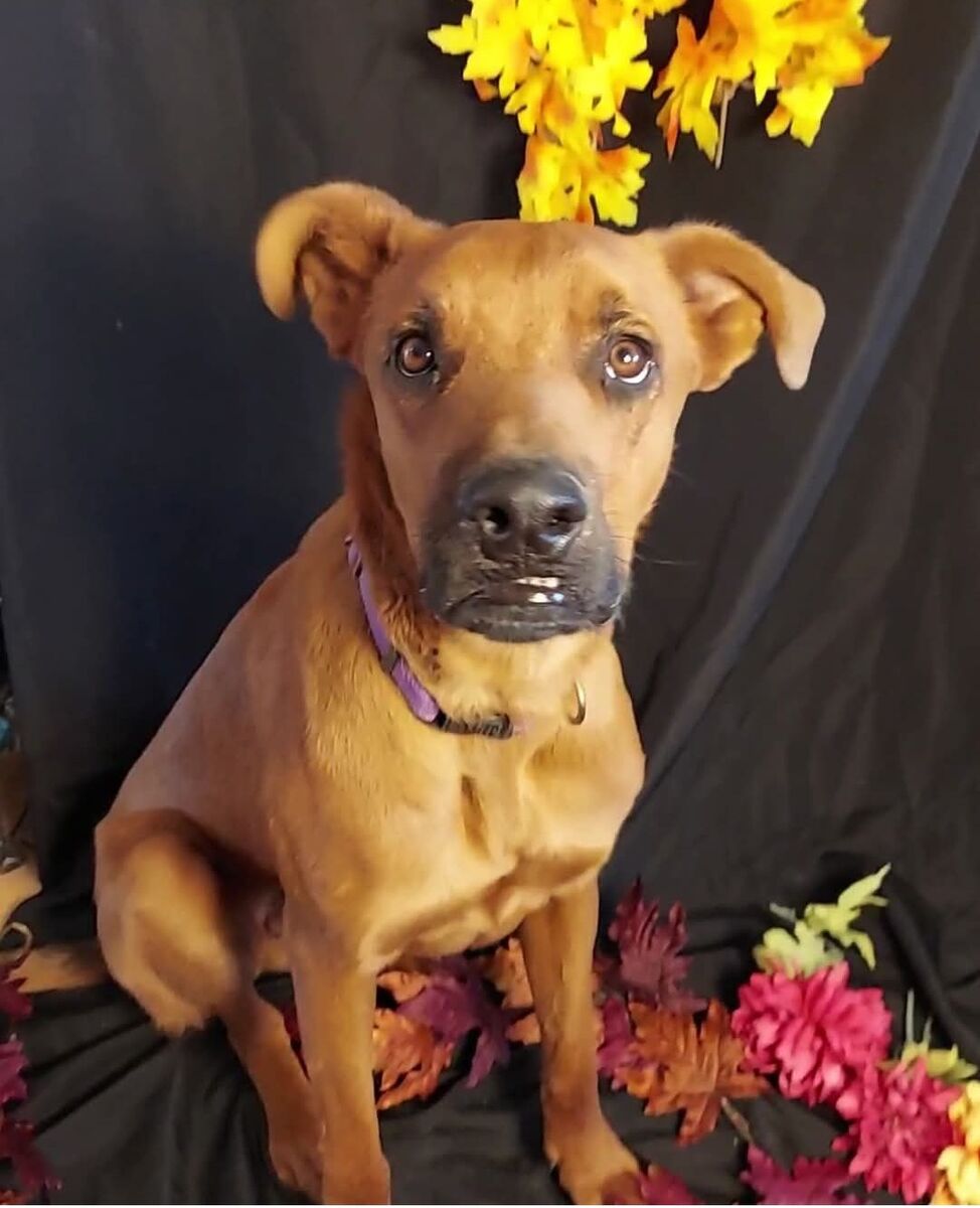 Dexter, German Shepherd/Rottweiler mix looking for a home