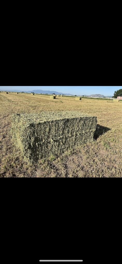 3x3 Alfalfa Hay Bales 2nd Crop