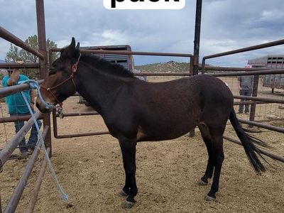 Molly mule