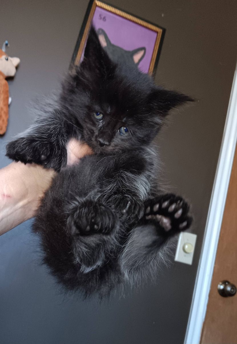 European Maine Coon kitten