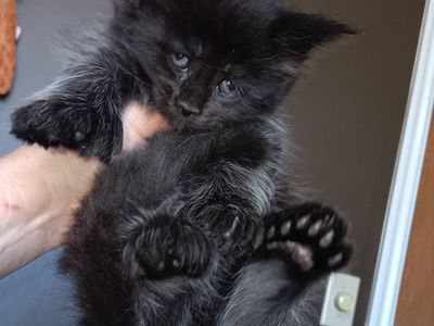 European Maine Coon kitten