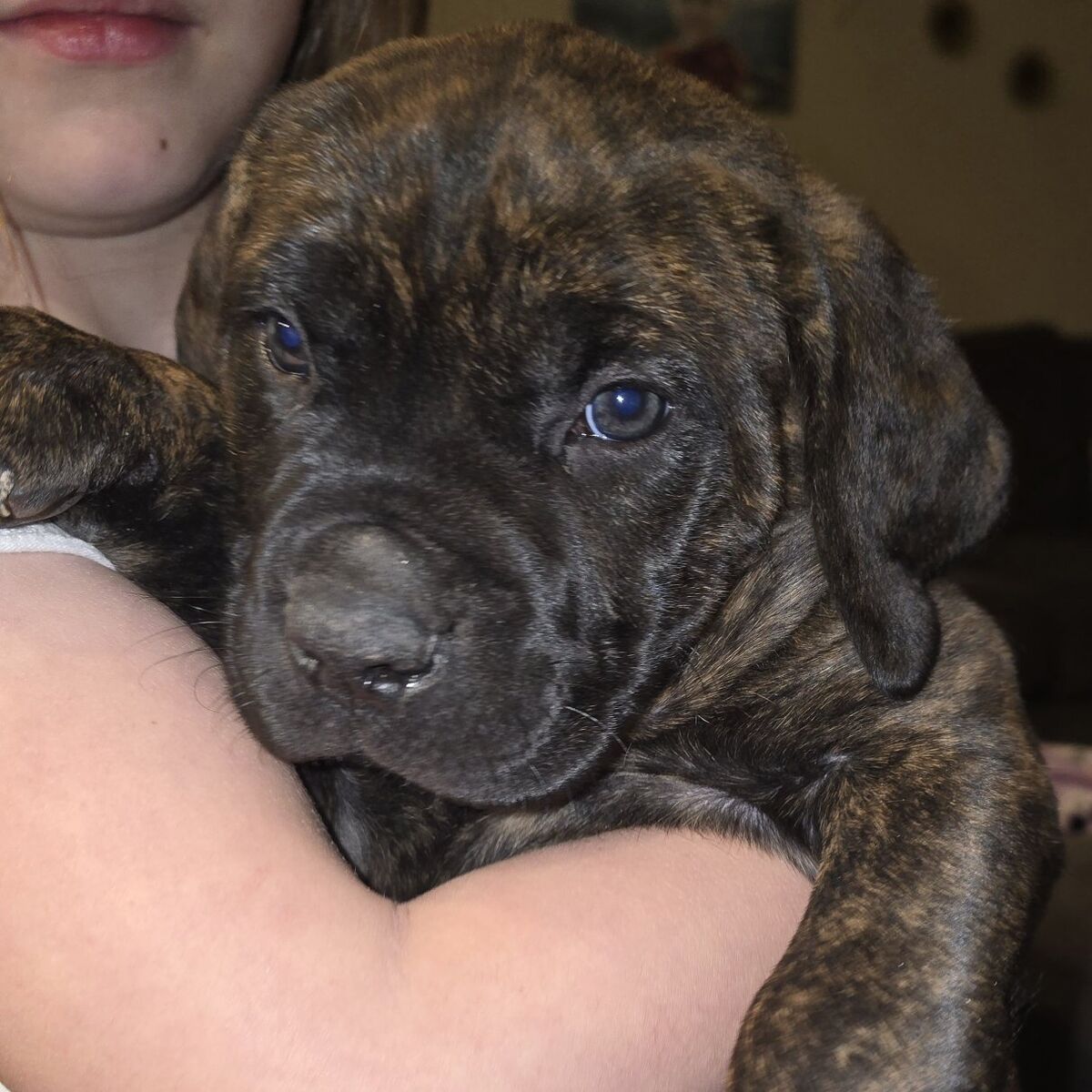 Cane Corso Boxer Mix (price lowered)