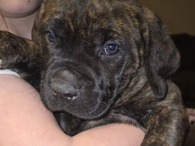 Cane Corso Boxer Mix (price lowered)
