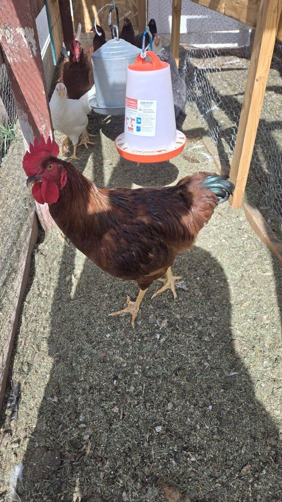 Rhode Island Red Rooster