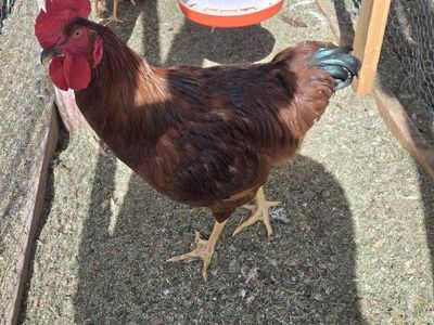 Rhode Island Red Rooster