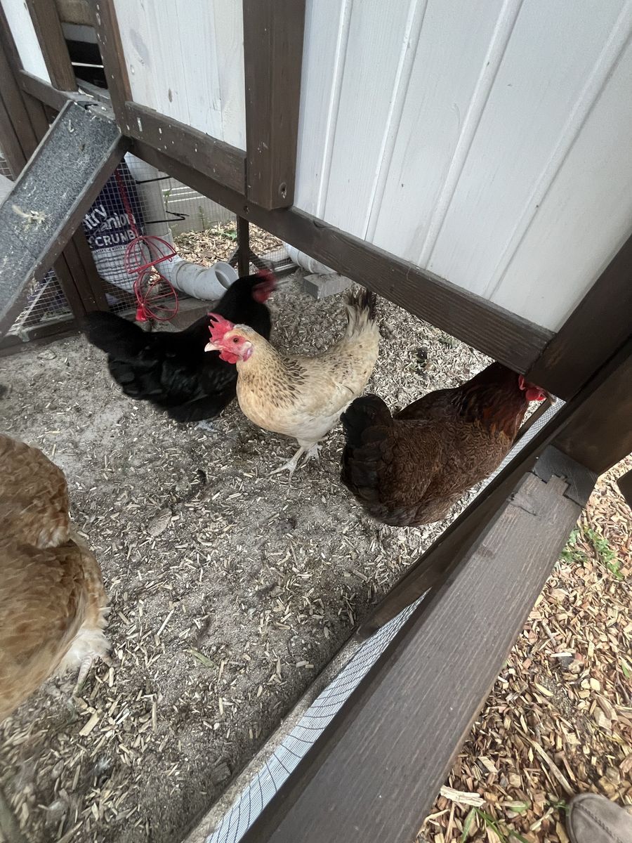 5 Laying Hens