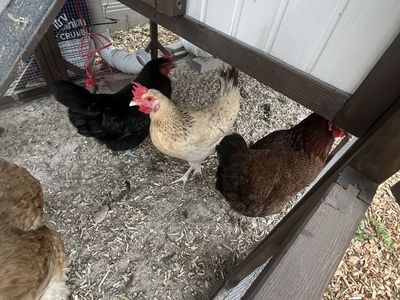 5 Laying Hens