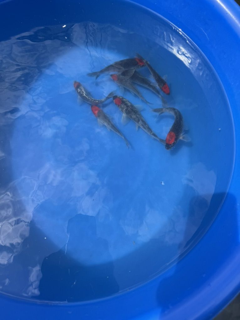 Tancho Goshiki Koi