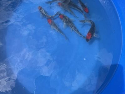 Tancho Goshiki Koi