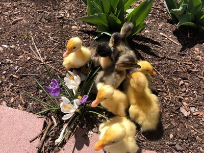 Ducklings Of Any Kind
