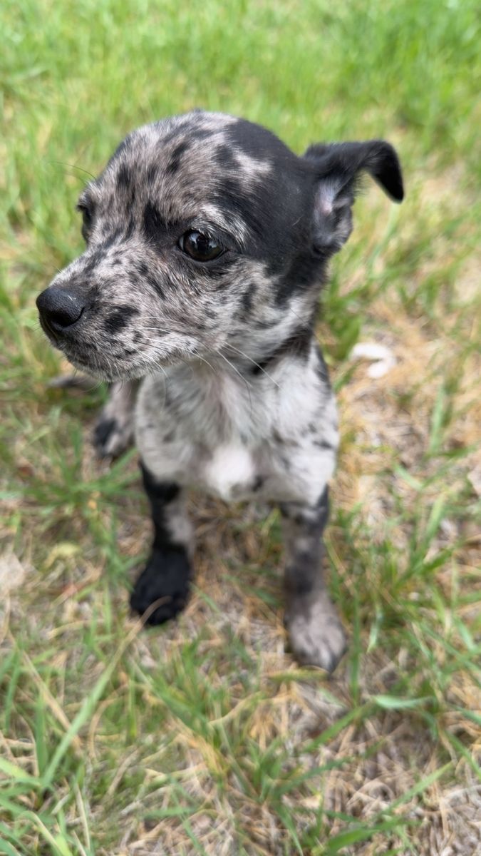 Chihuahua