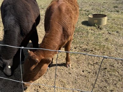 Angus Corriente heifer