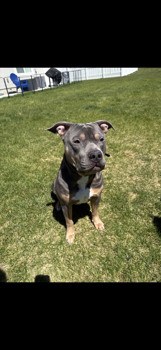 Rehoming American bully