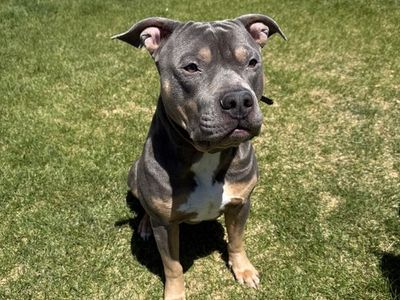 Rehoming American bully
