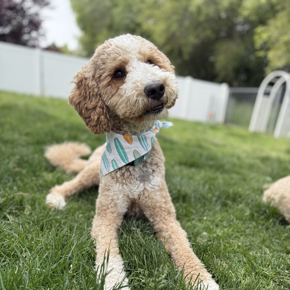 Handsome Medium Goldendoodle Stud