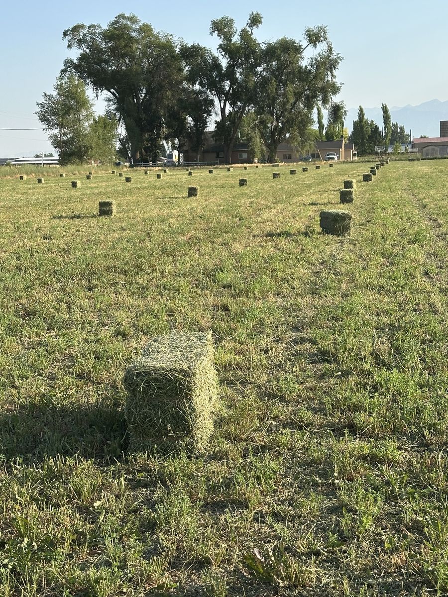 2nd Cutting Alfalfa Hay – 55-70 lb Bales ($13 In Field / $15 In Barn)