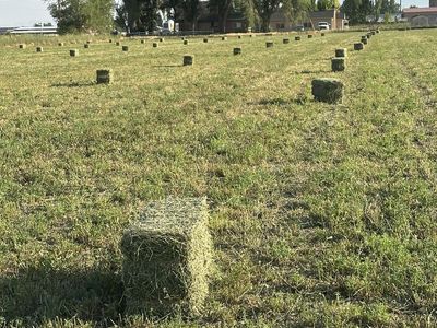 2nd Cutting Alfalfa Hay – 55-70 lb Bales ($13 In Field / $15 In Barn)