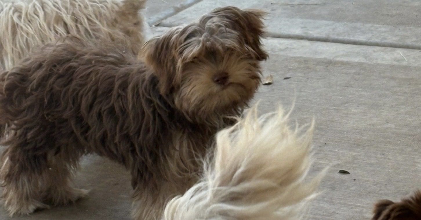 Female Yorkie