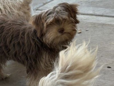 Female Yorkie