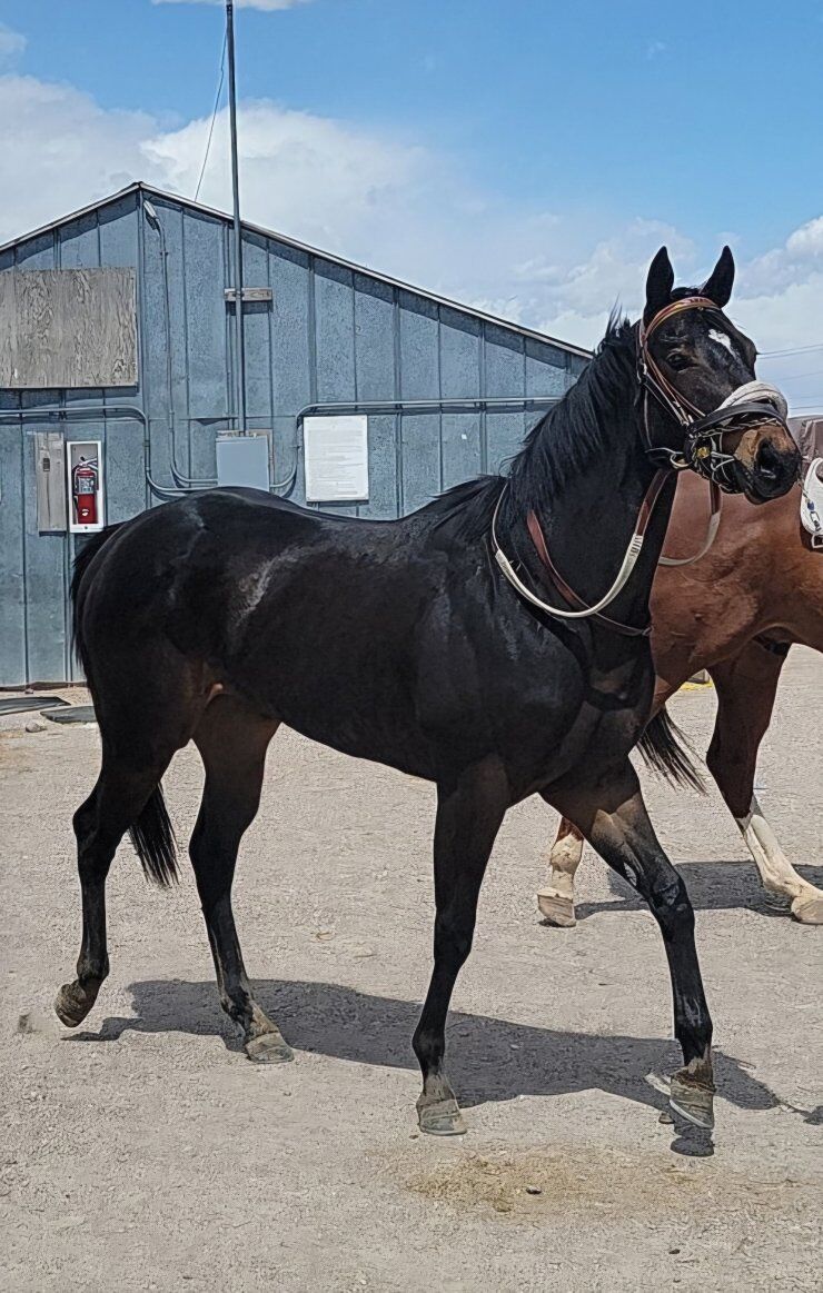 Jess got streakin broodmare