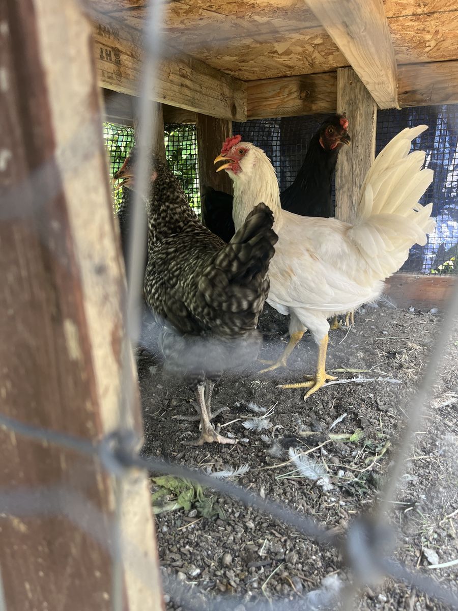 White Rooster - free