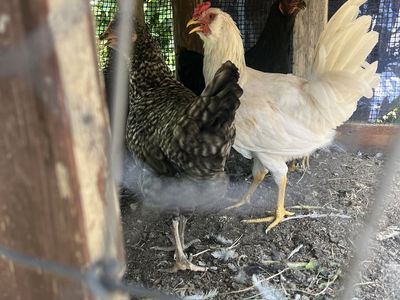 White Rooster - free