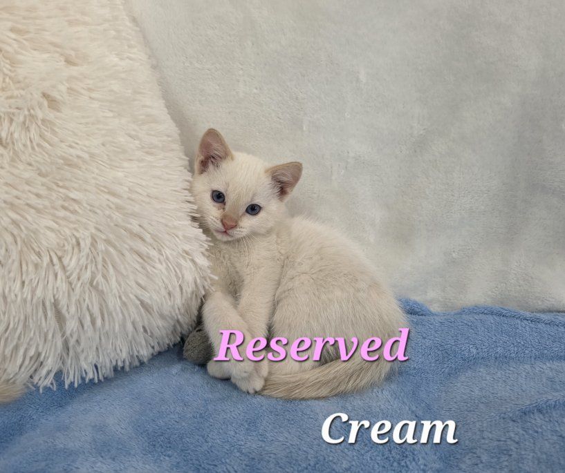 Last One! READY NOW! Rare Female Flame Point Kitten