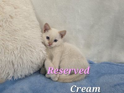 Last One! READY NOW! Rare Female Flame Point Kitten
