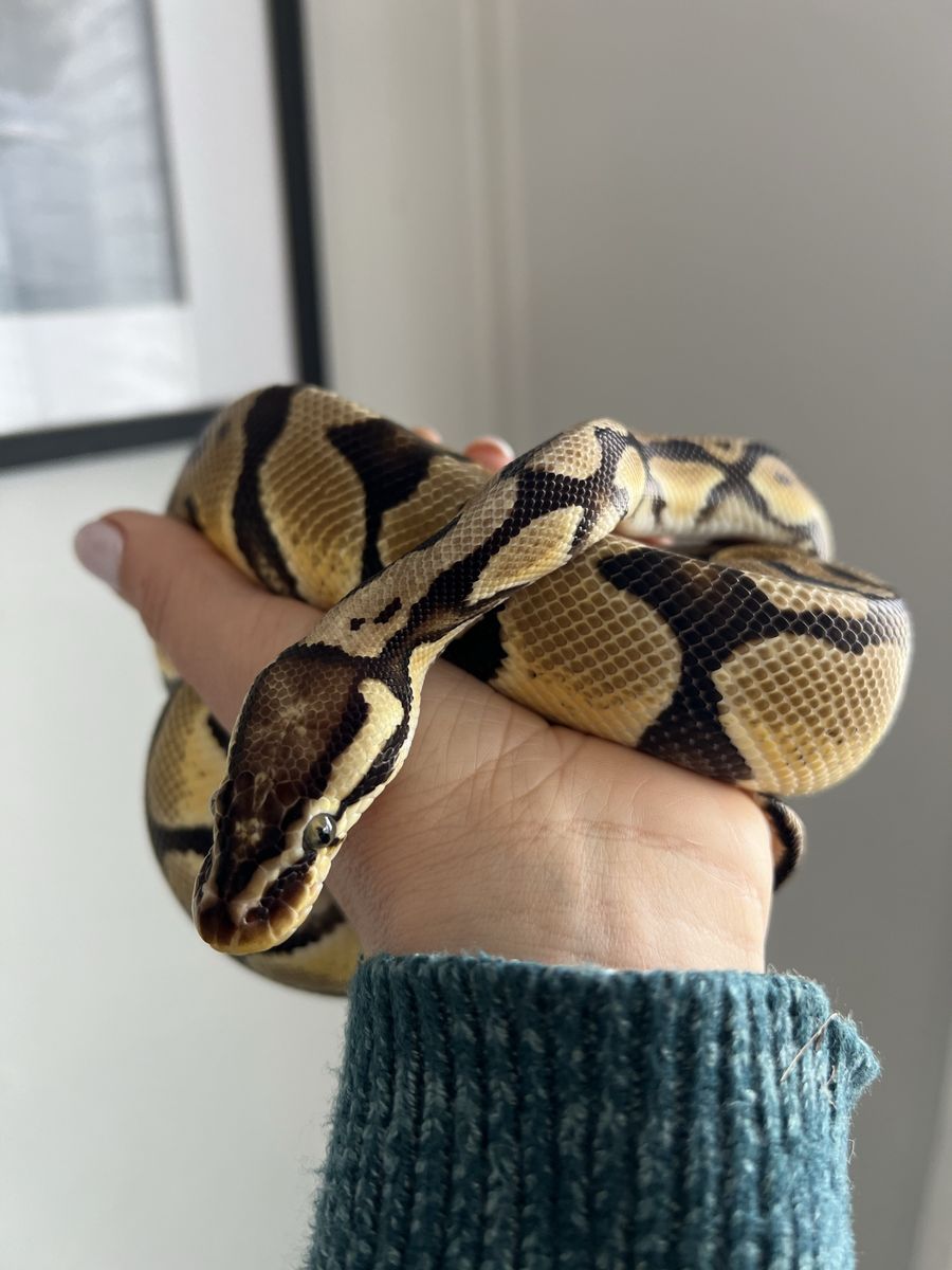 Pastel Enchi Male Ball Python