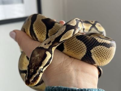 Pastel Enchi Male Ball Python