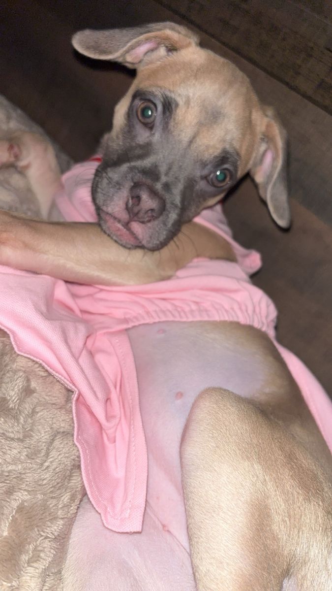 Half chihuahua half pug for rehome