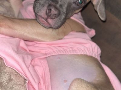 Half chihuahua half pug for rehome