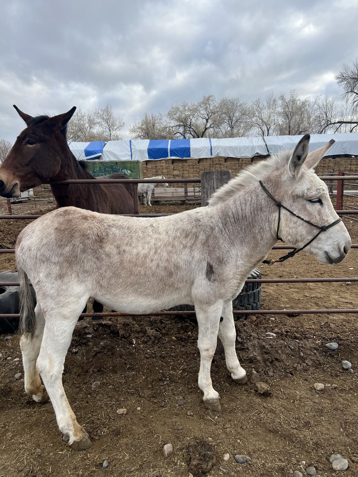 Jack Stud for Breeding