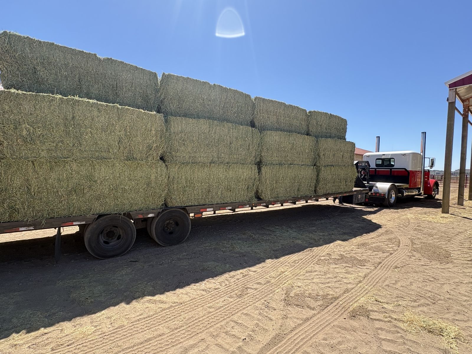 2nd Crop Alfalfa Hay 3X3 Bales - Premium Quality