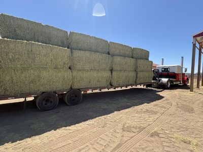 2nd Crop Alfalfa Hay 3X3 Bales - Premium Quality