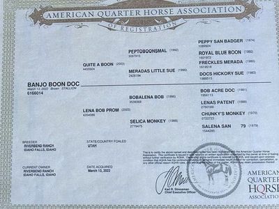 Registered AQA horse
