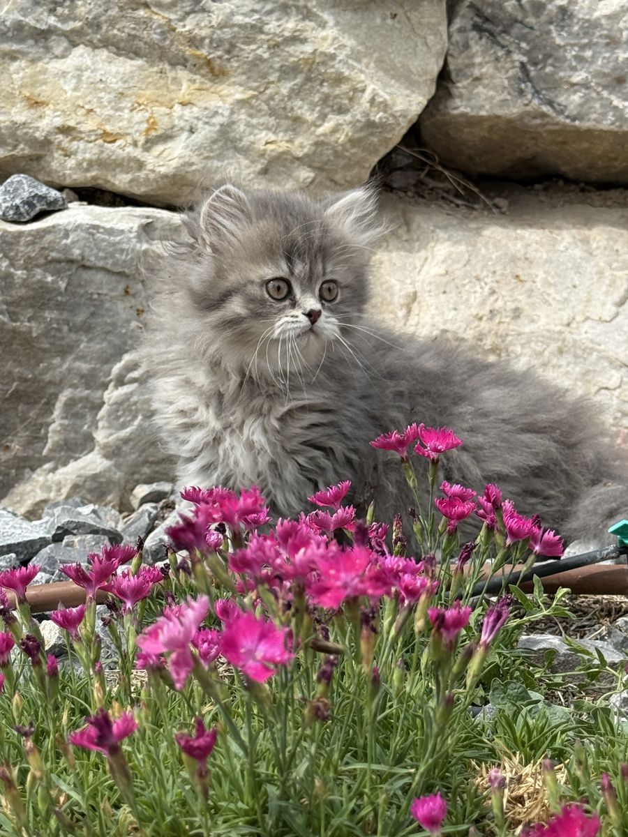 Pure Scottish Straight & Folded Kitten