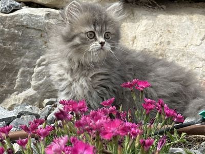 Pure Scottish Straight & Folded Kitten