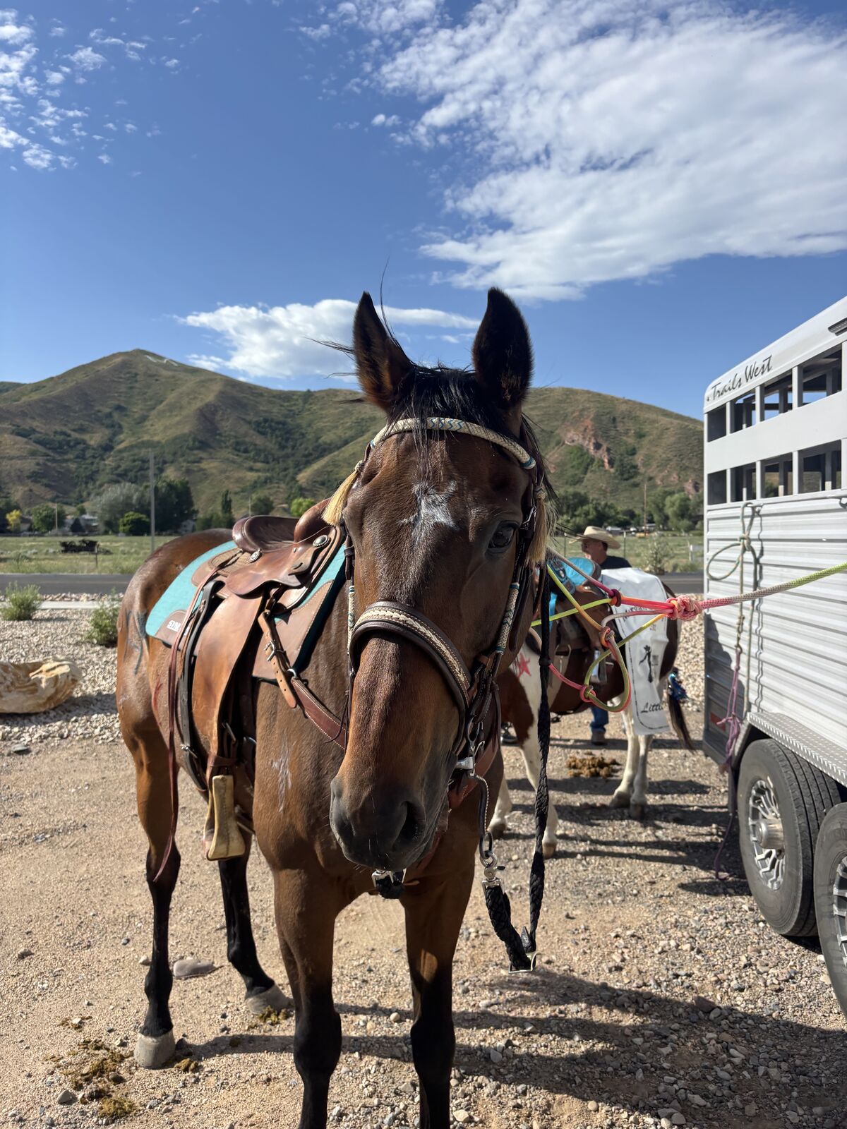 12 yr old thoroughbred gelding